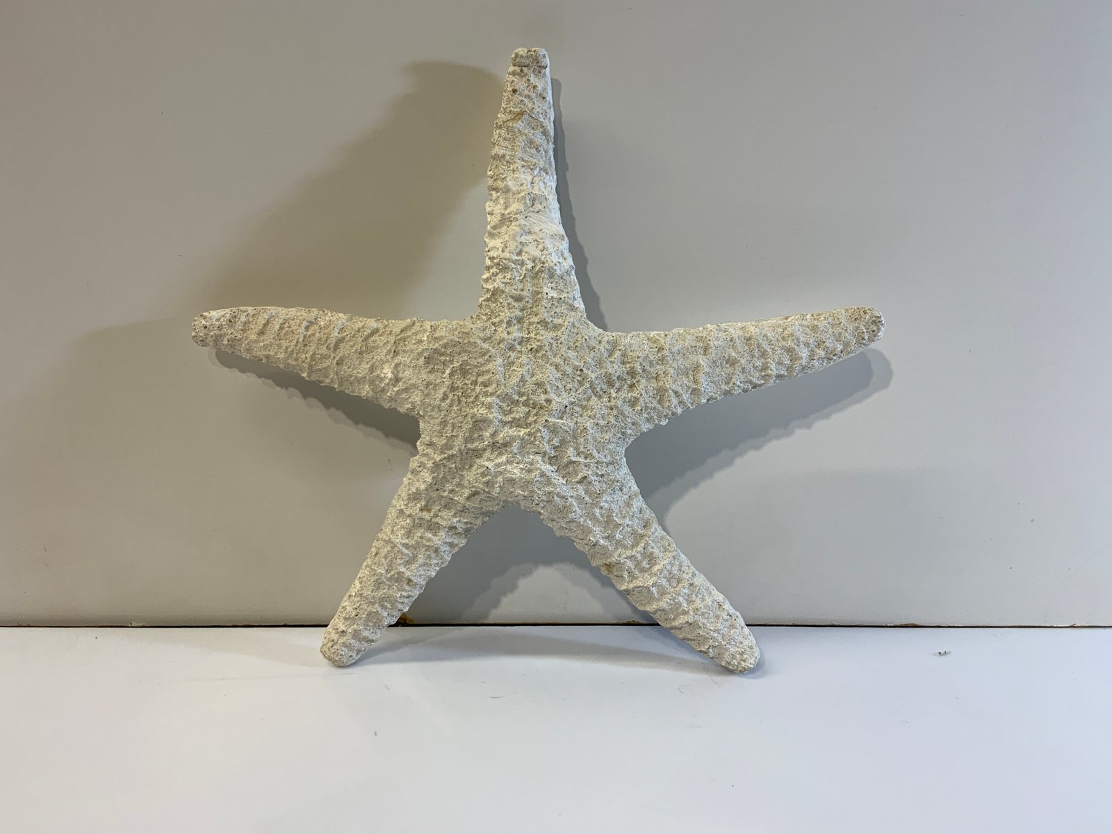 Estrella De Mar Blanca Gruesa Maxi (28 Cms Ancha)