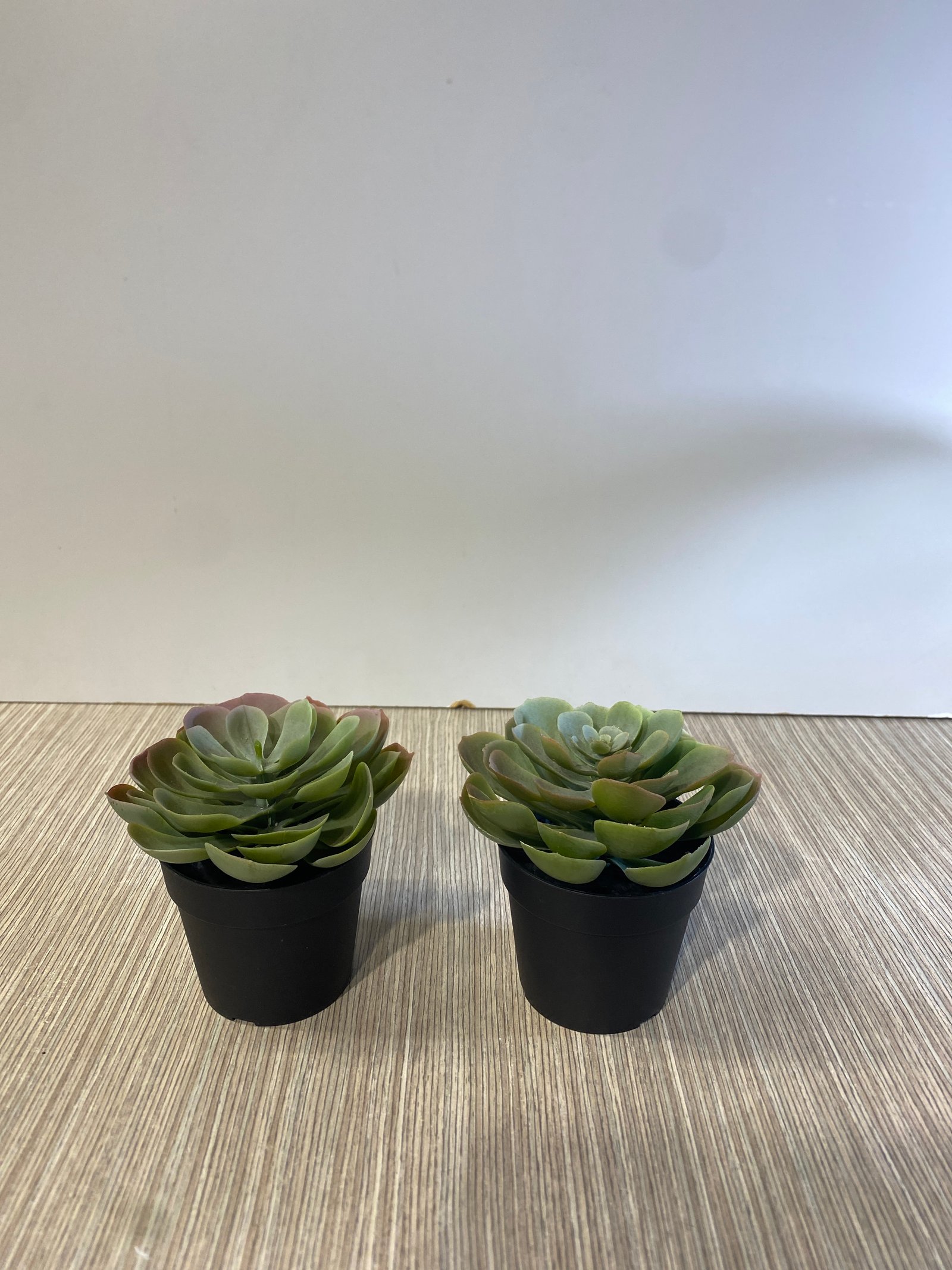 Suculenta Verde En Matero Negro Péqueña