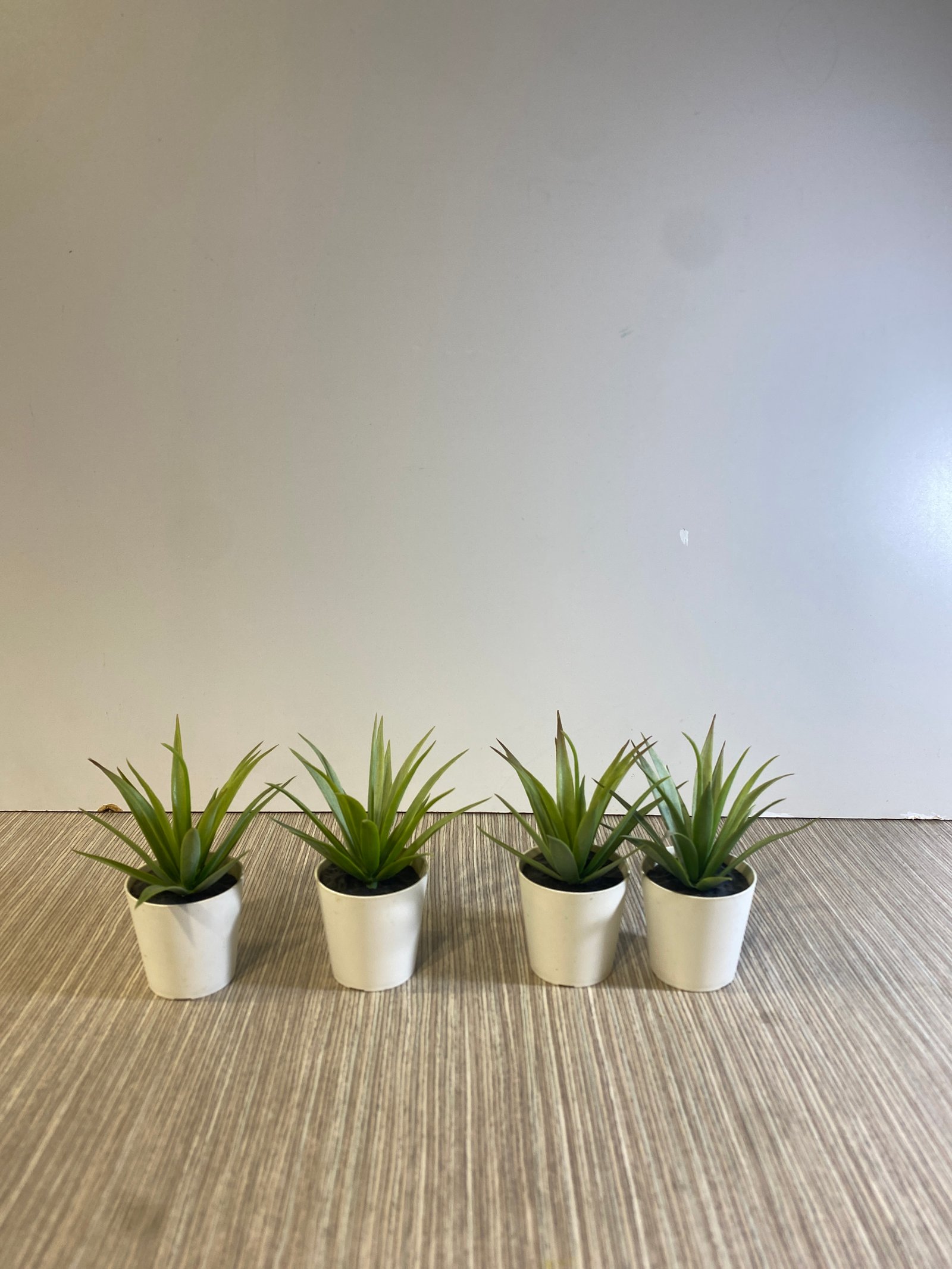 Suculenta Mini En Matero Blanco