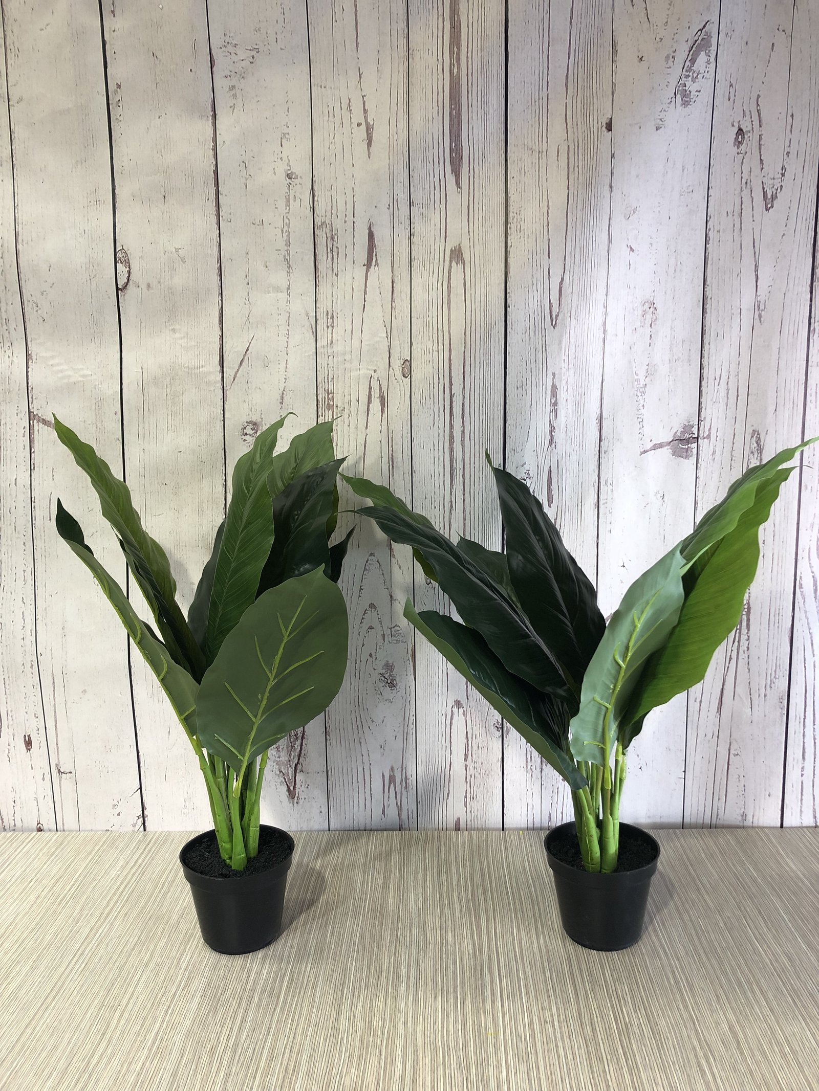 matero negro hojas verdes largas