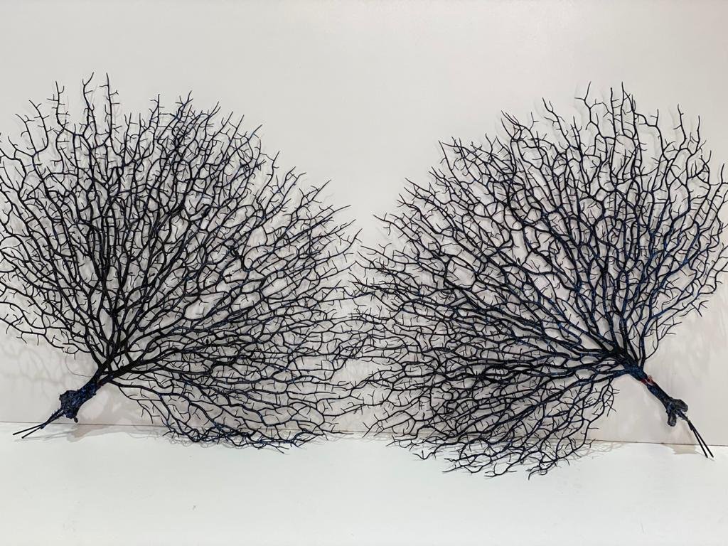 Chamizo Azul Oscuro Mediano